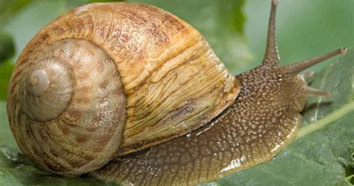 What Does Gastropod Literally Mean?