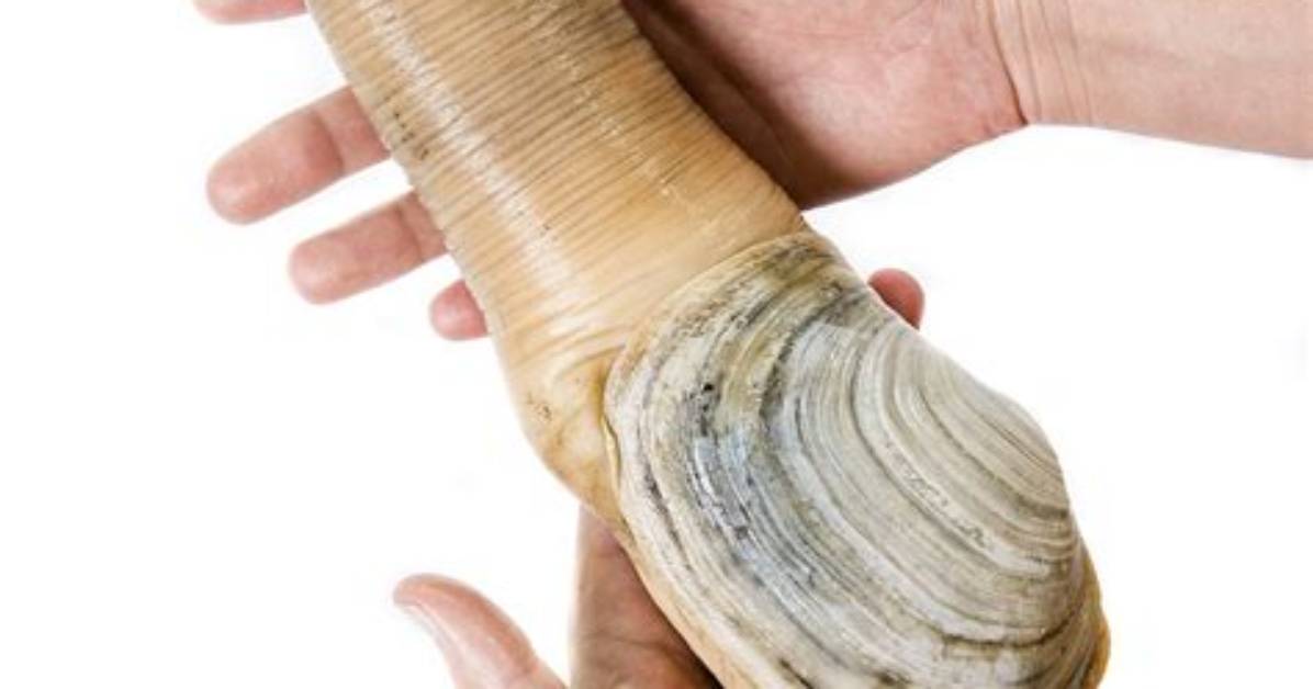 What Does Geoduck Mean?