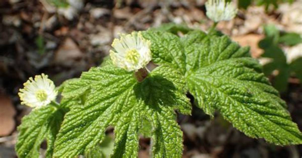 What Does Goldenseal Kill
