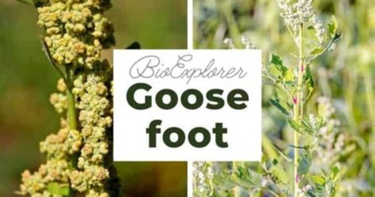 What Does Goosefoot Look Like