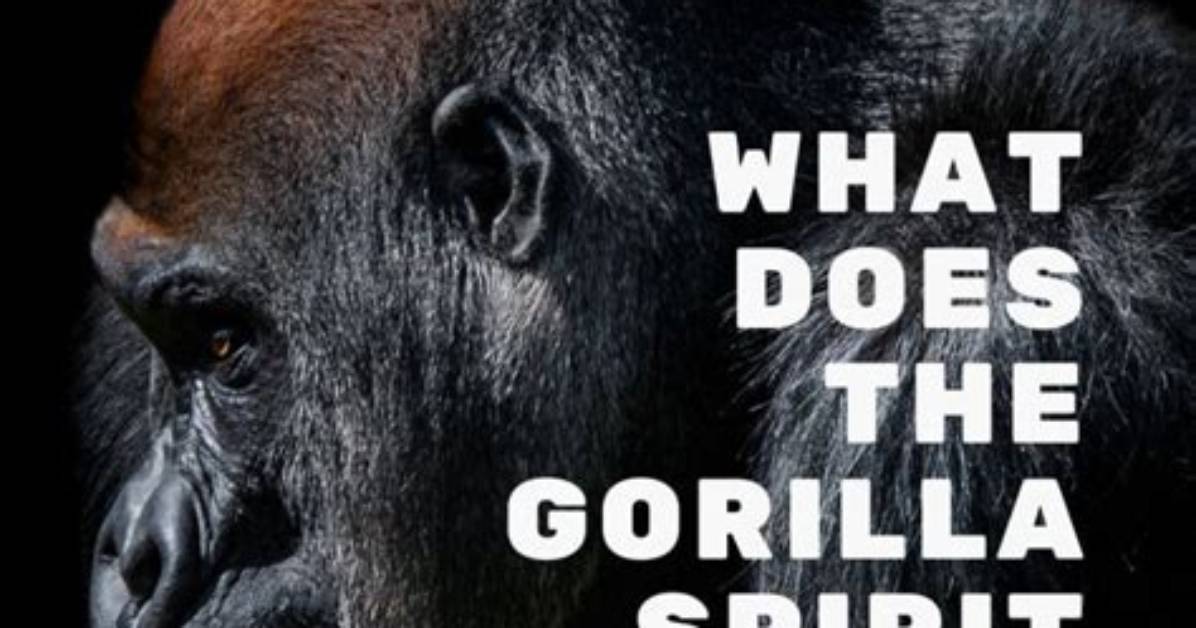 What Does Gorilla Represent?