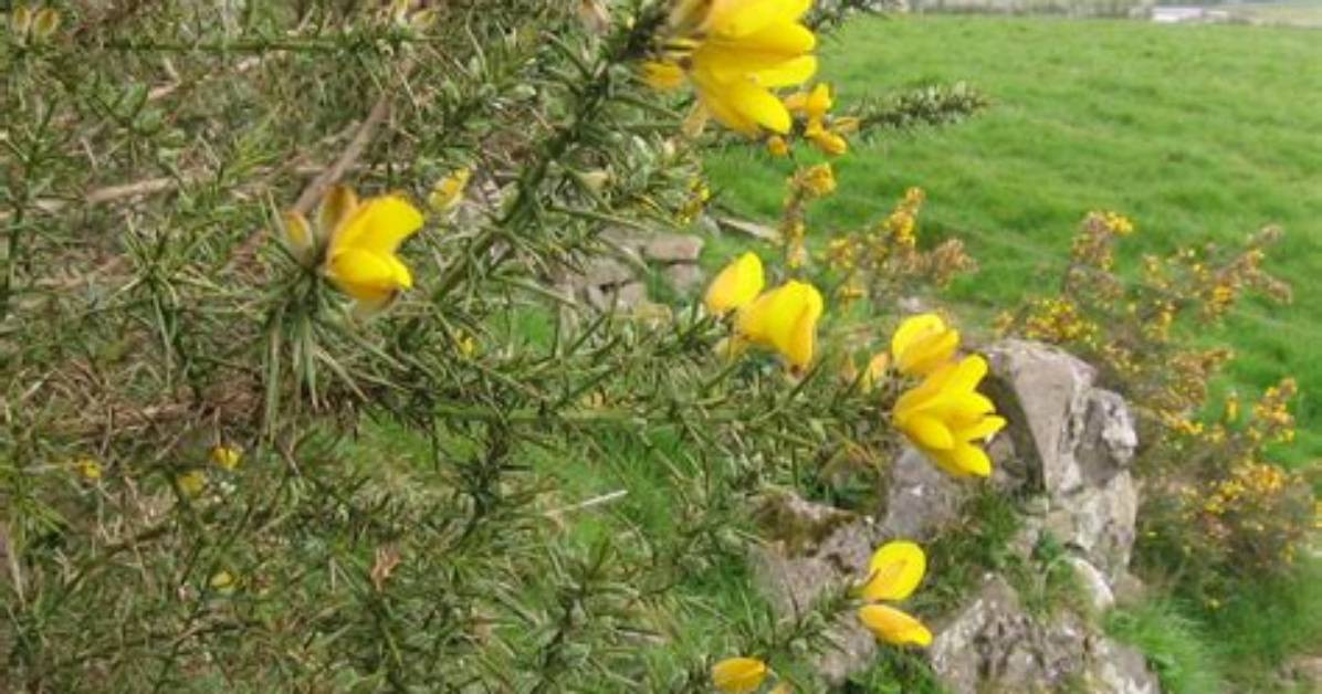 What Does Gorse Look Like?
