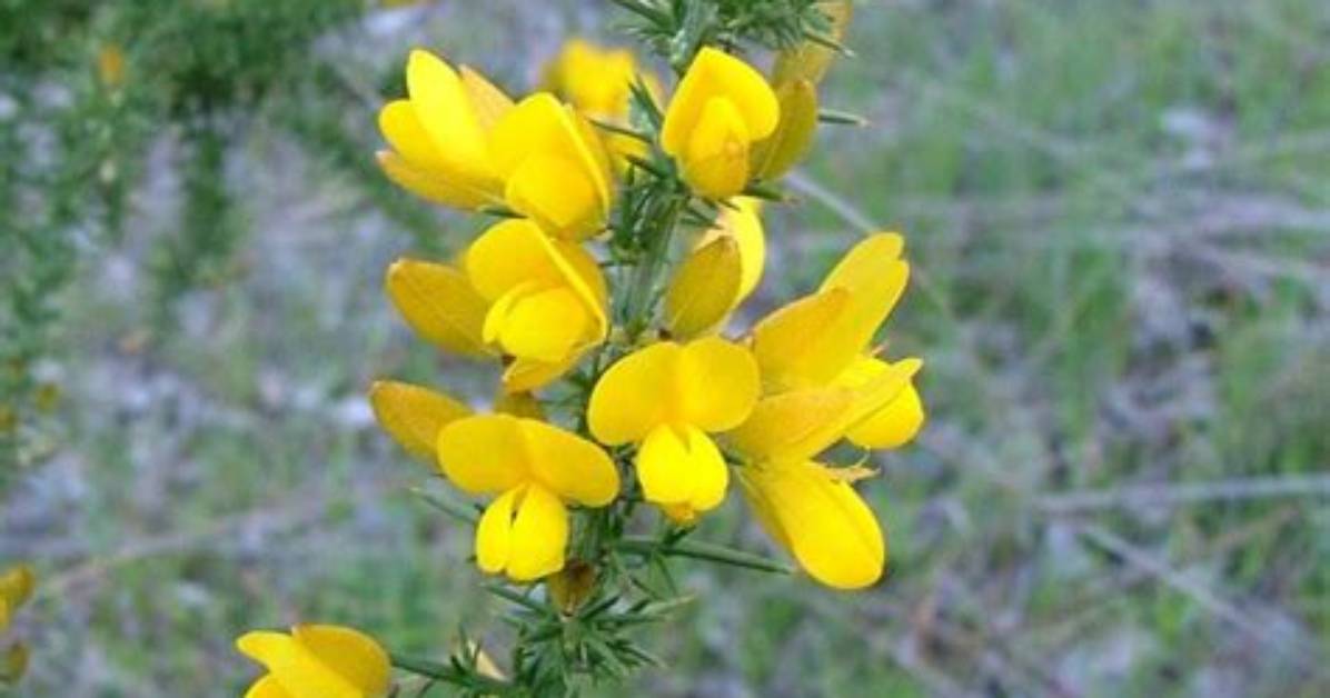 What Does Gorse Mean?