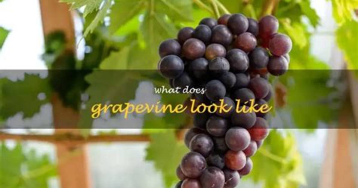 What Does Grapevine Look Like