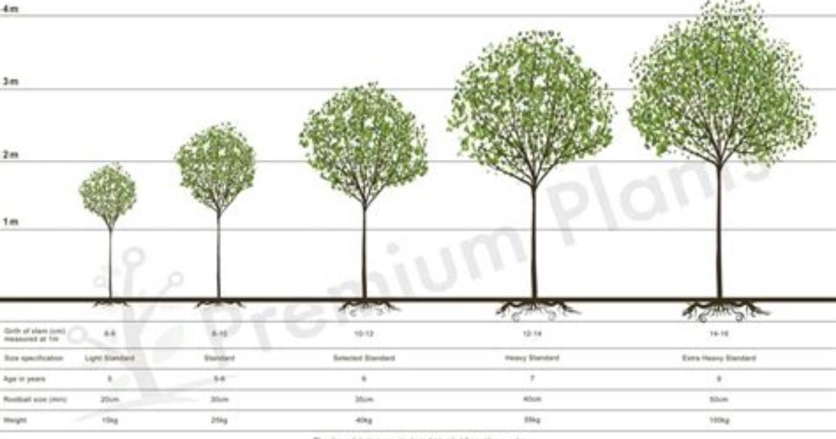 What Does Half Standard Tree Mean