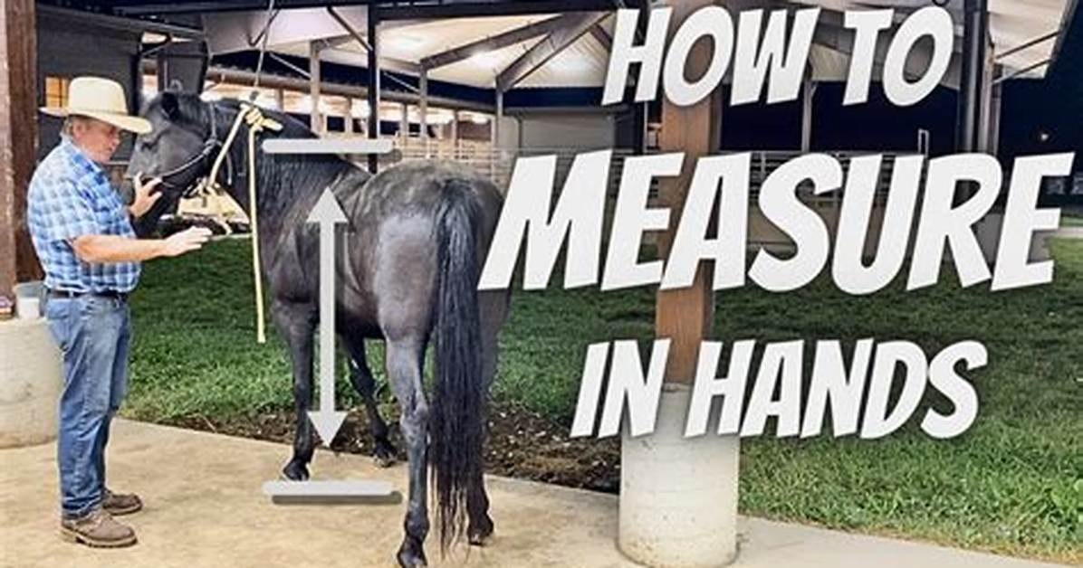 What Does Hands Mean for Horses?