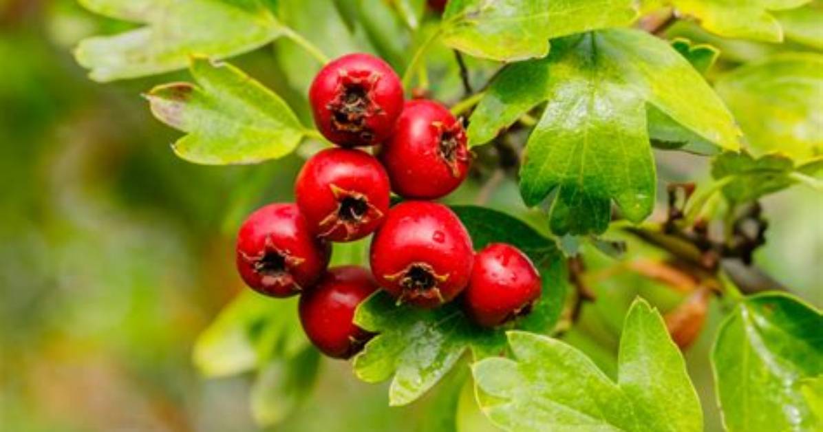 What Does Hawthorne Berry Do