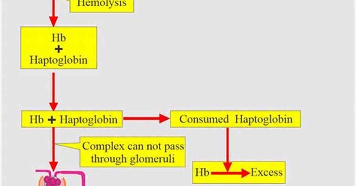 What Does Hemoglobinuria Indicate?