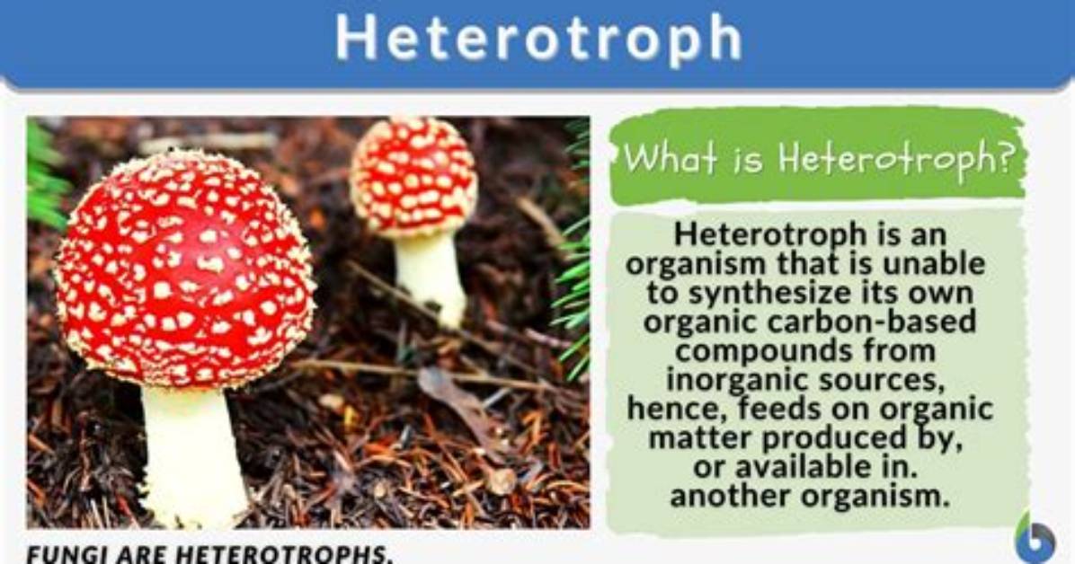 What Does Heterotrophic Mean?