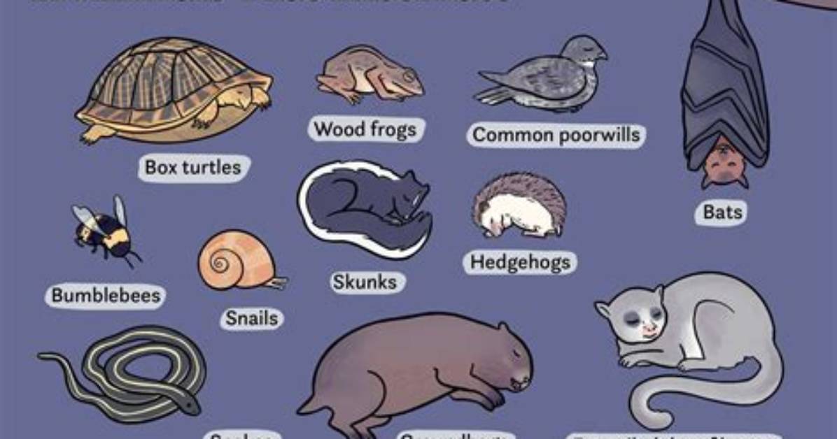 What Does Hibernate Mean?