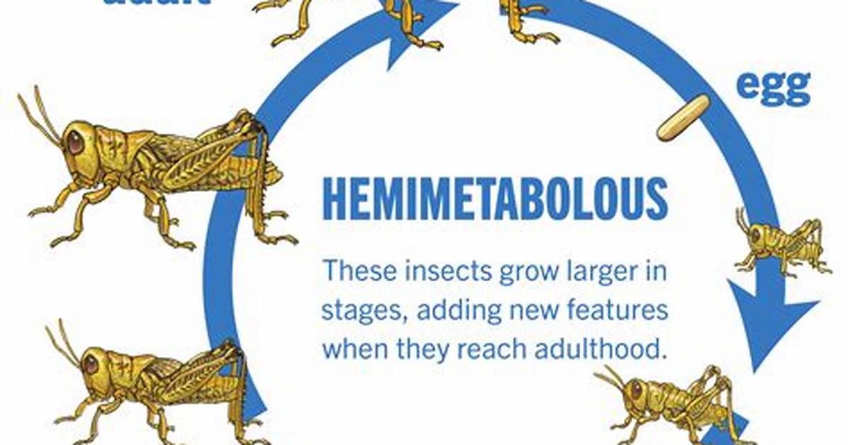 What Does Holometabolous Mean?