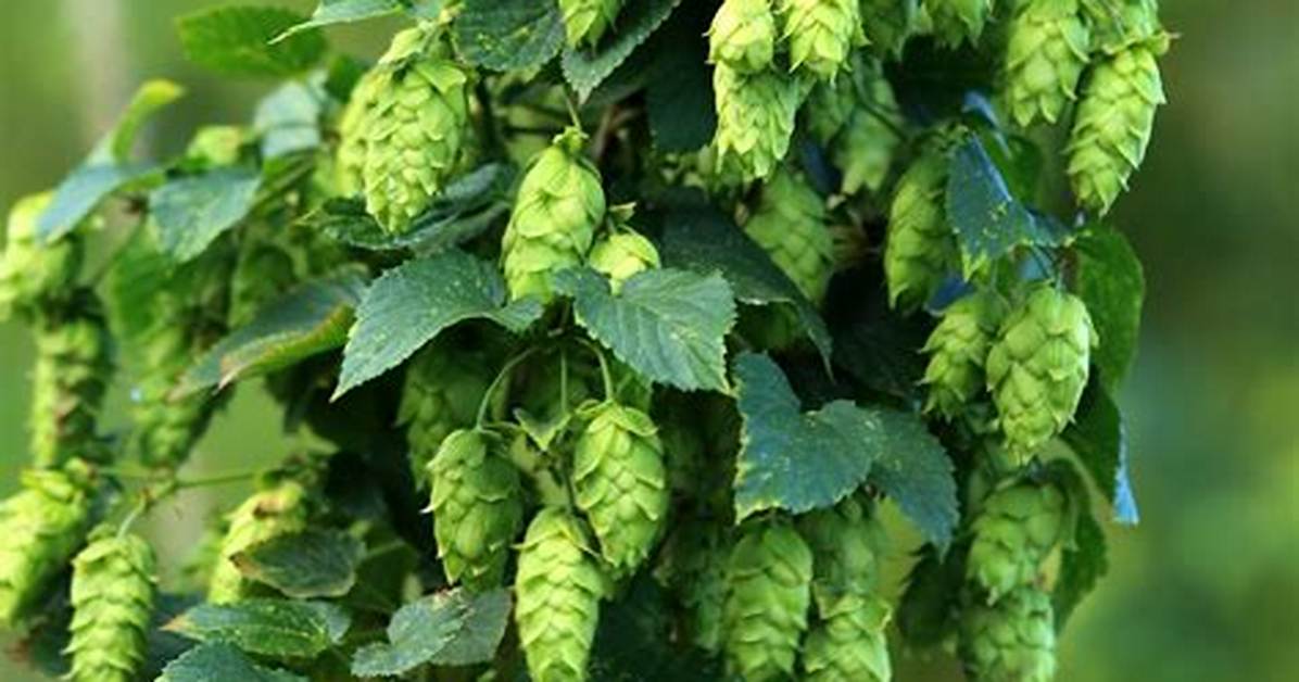 What Does Hops Look Like