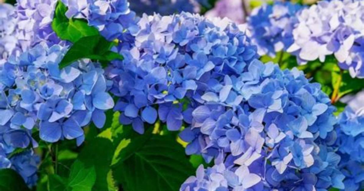 What Does Hortensia Mean?
