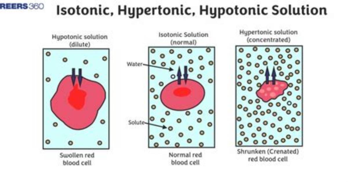 What Does Hyper Isotonic Mean?