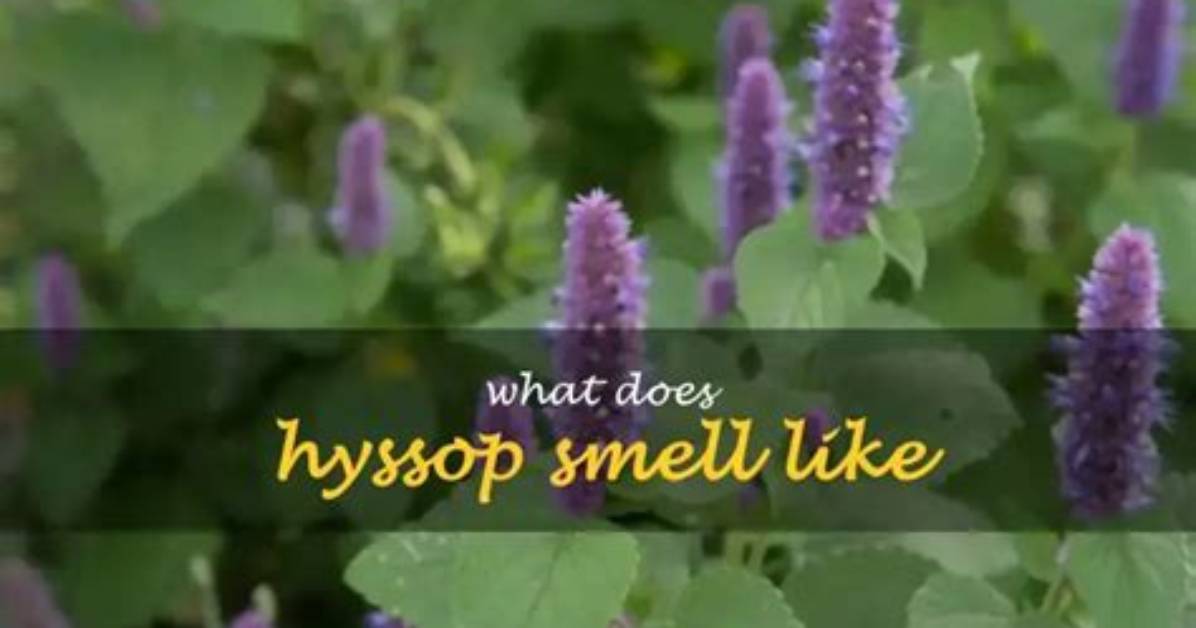What Does Hyssop Smell Like