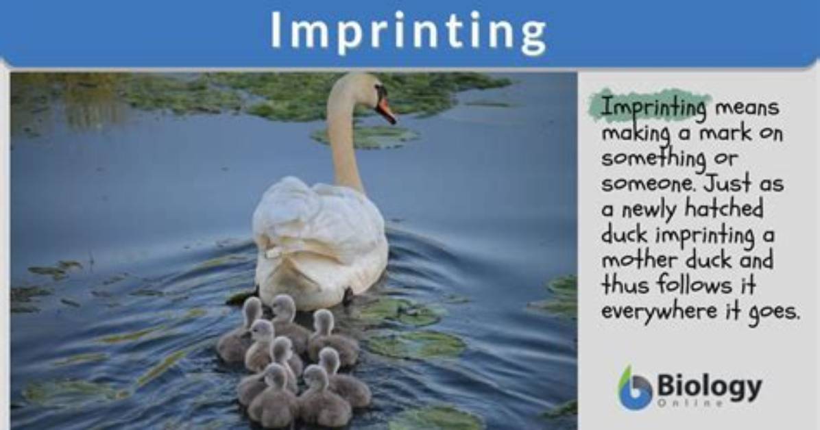What Does Imprinted Mean?