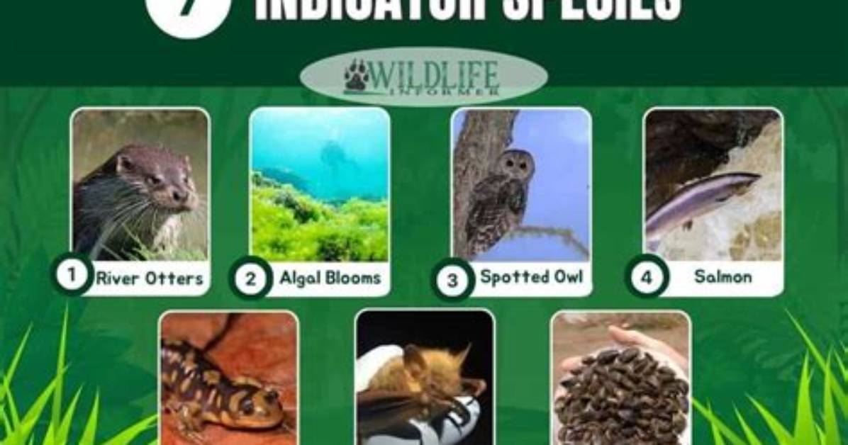 What Does Indicator Species Mean
