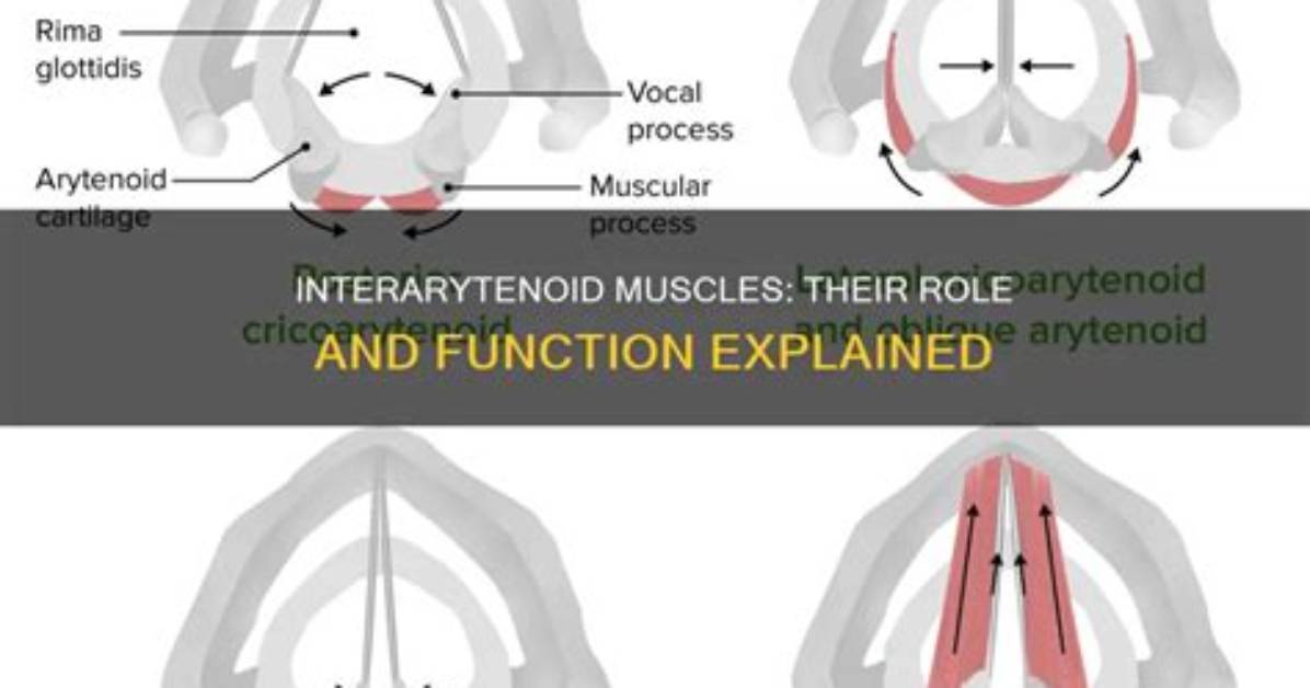 What Does Interarytenoid Mean?