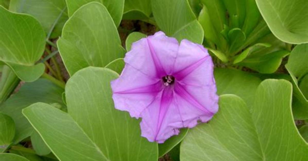 What Does Ipomoea Mean?