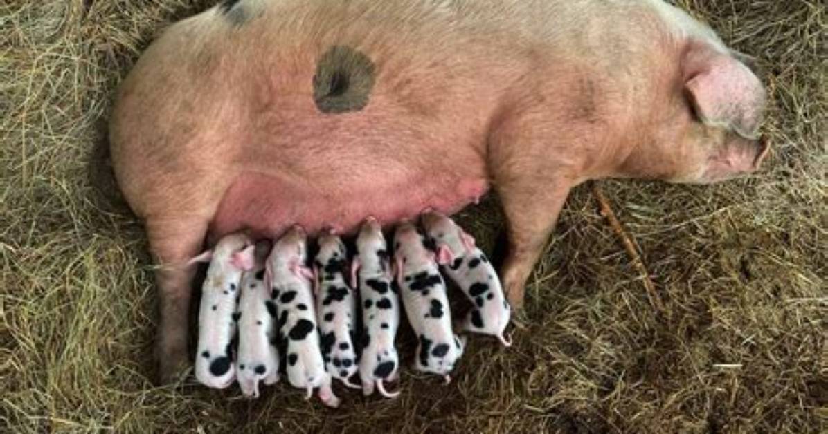 What Does Iron Do for Pigs