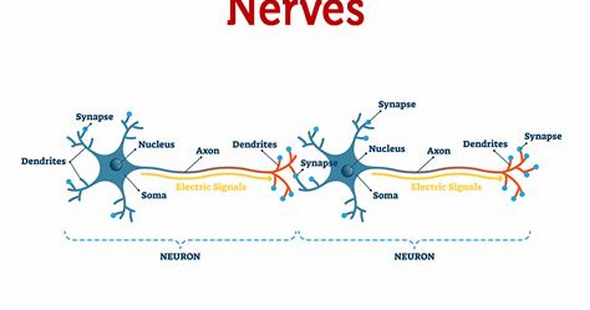 What Does Iron-Nerves Mean?