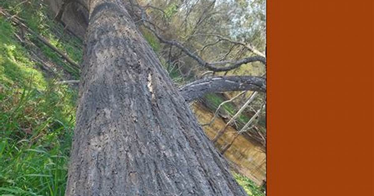 What Does Ironbark Look Like?