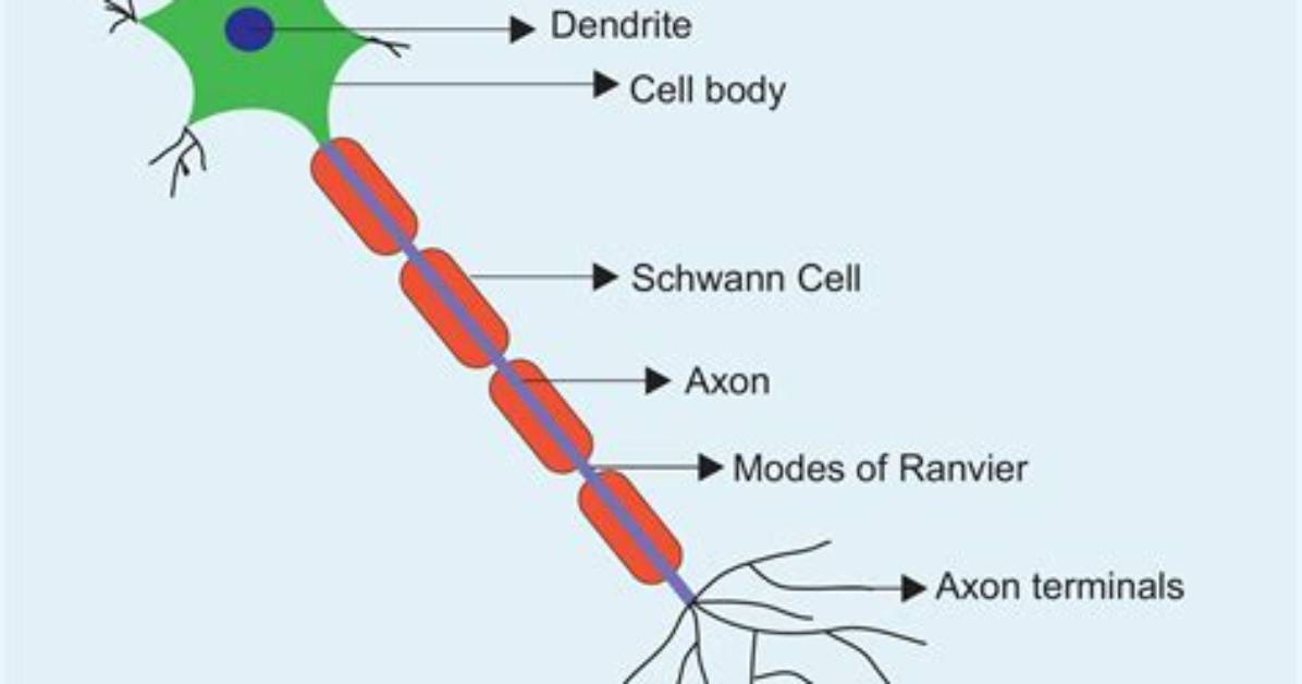 What Does It Mean for a Neuron to Be Depolarized?