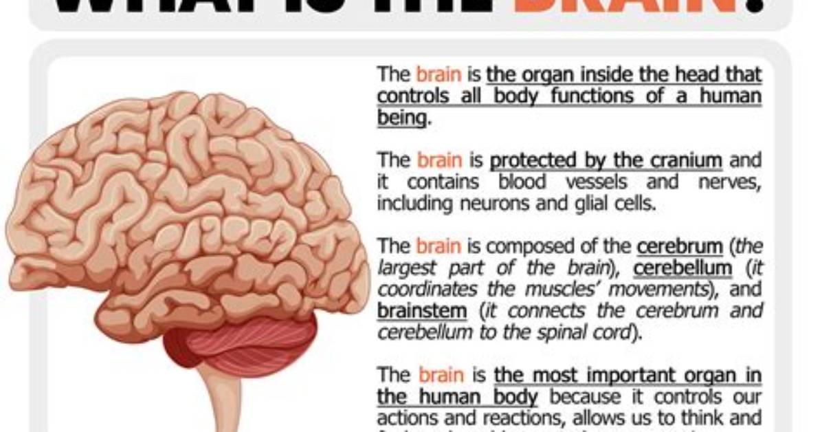 What Does It Mean If the Brain Is Lesioned?