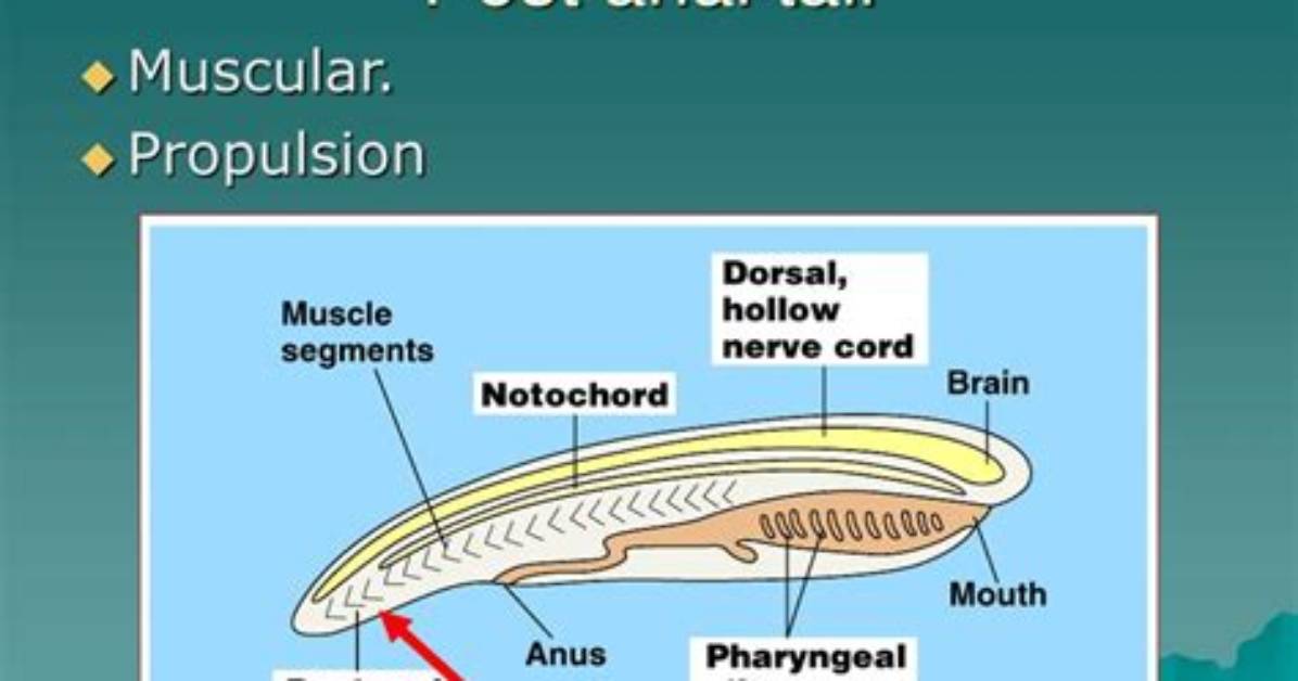 What Does It Mean Postanal Tail?