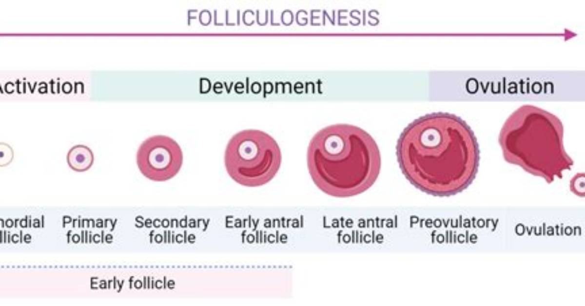 What Does It Mean Preovulatory?