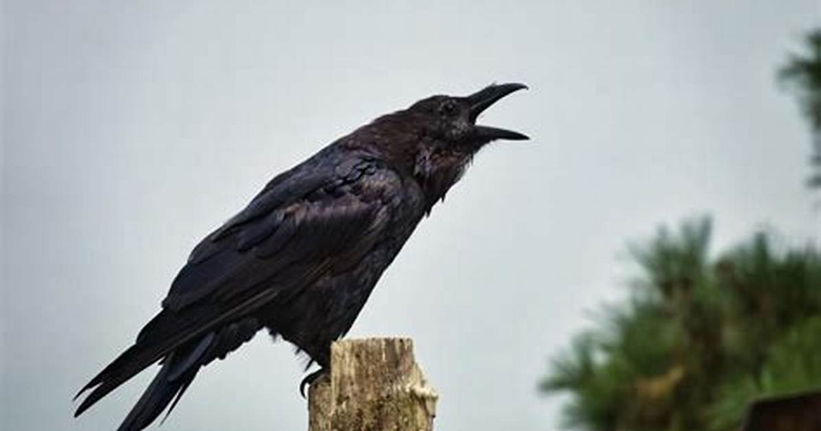 What Does It Mean to Hear Crows at Night?