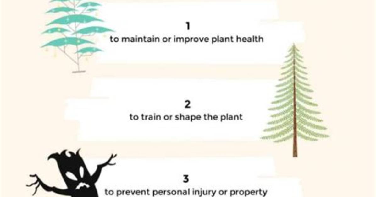 What Does It Mean to Prune Something