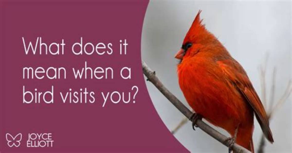 What Does It Mean When a Bird Flies into Your Car