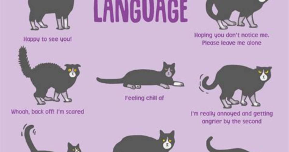 What Does It Mean When a Cat Is Purring?