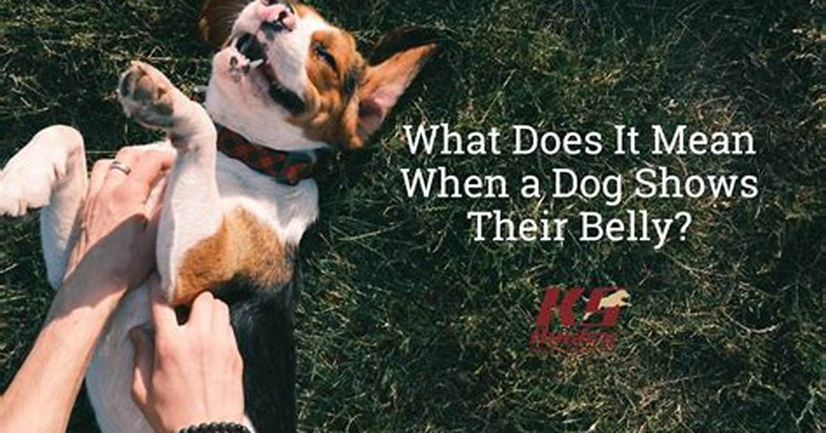 What Does It Mean When a Dog Yawns?