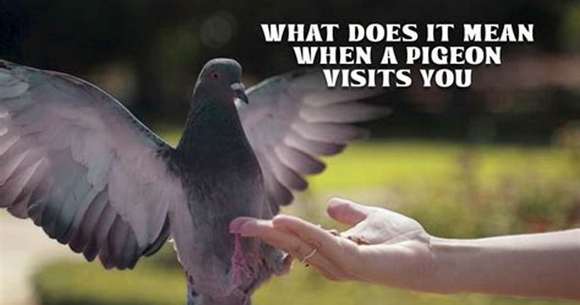 What Does It Mean When a Pigeon Coos