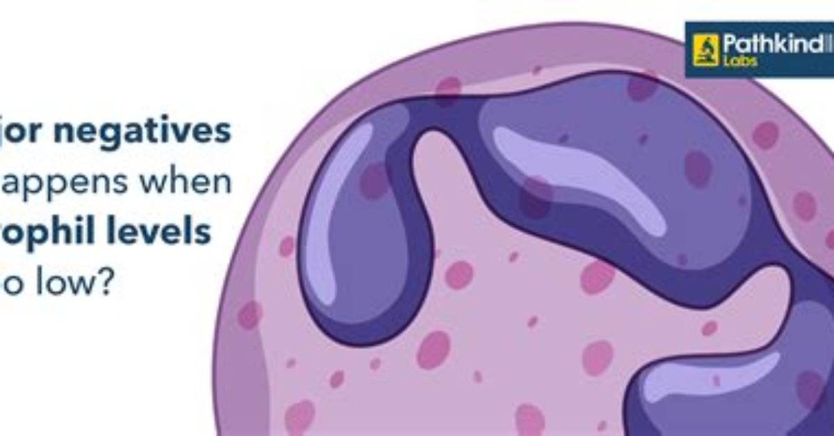 What Does It Mean When Absolute Neutrophils Are High