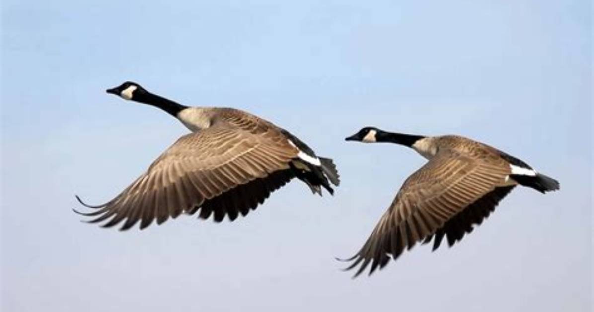 What Does It Mean When Geese Fly over You