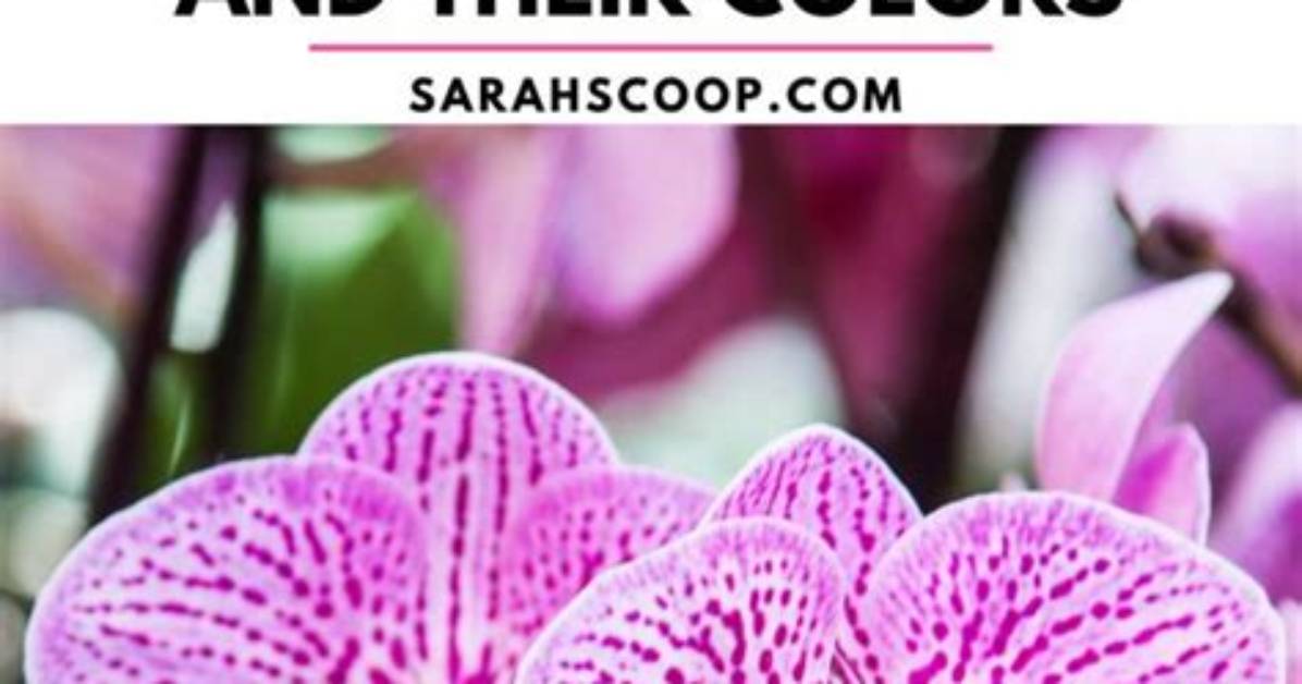 What Does It Mean When Orchid Flowers Fall Off