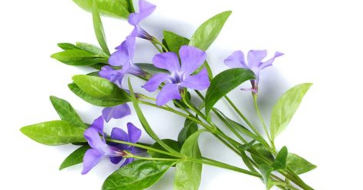 What Does It Mean When Vinca Leaves Turn Yellow