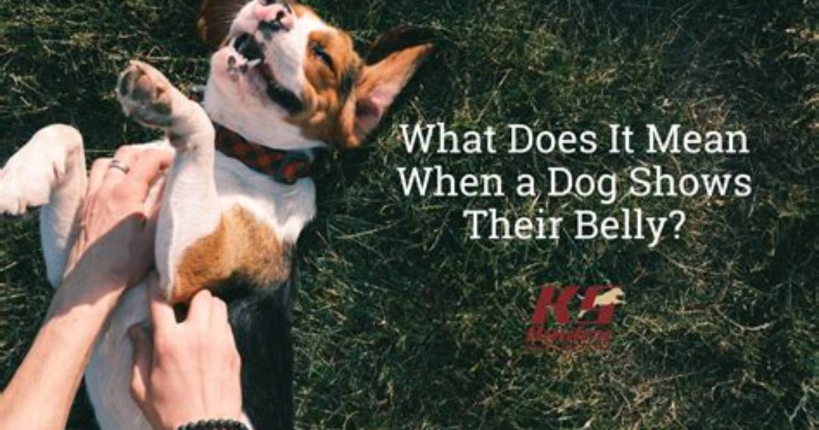 What Does It Mean When Your Dog Groans?