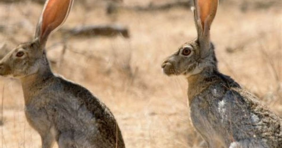 What Does Jack Rabbit Mean