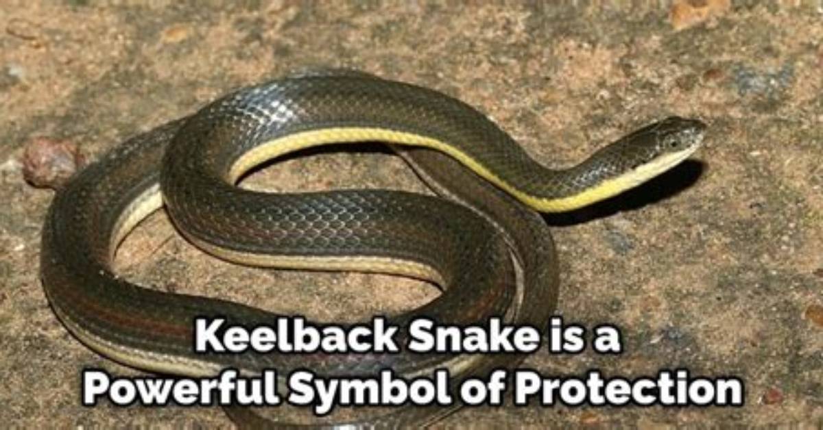 What Does Keelback Meaning?