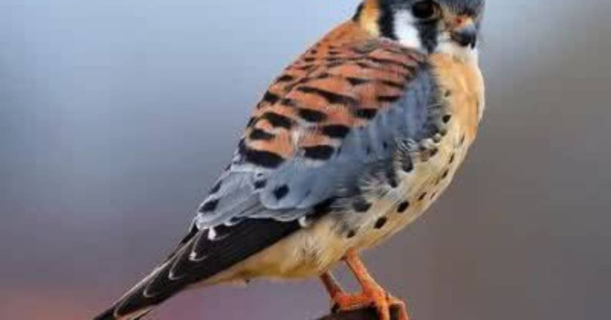 What Does Kestrel Mean?