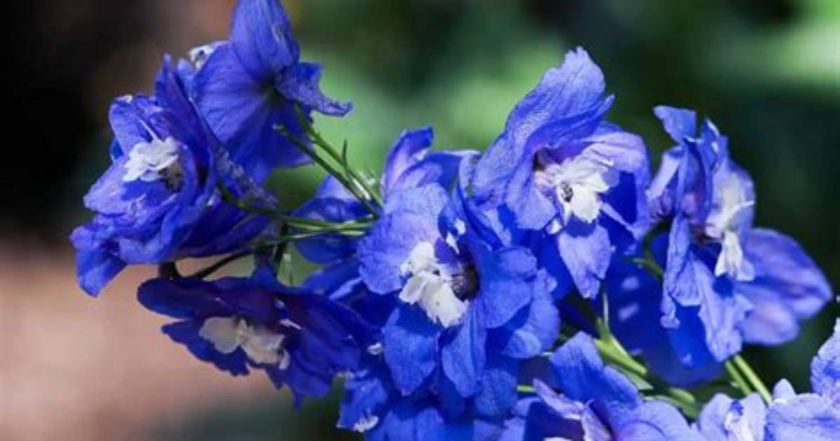 What Does Larkspur Look Like?