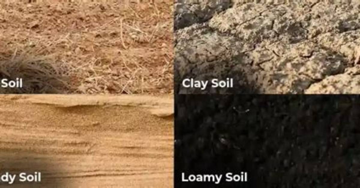 What Does Light Soil Mean
