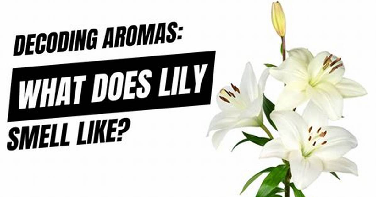 What Does Lily Smell Like?