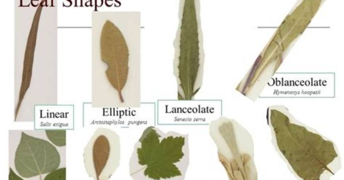 What Does Linear-Lanceolate Meaning?