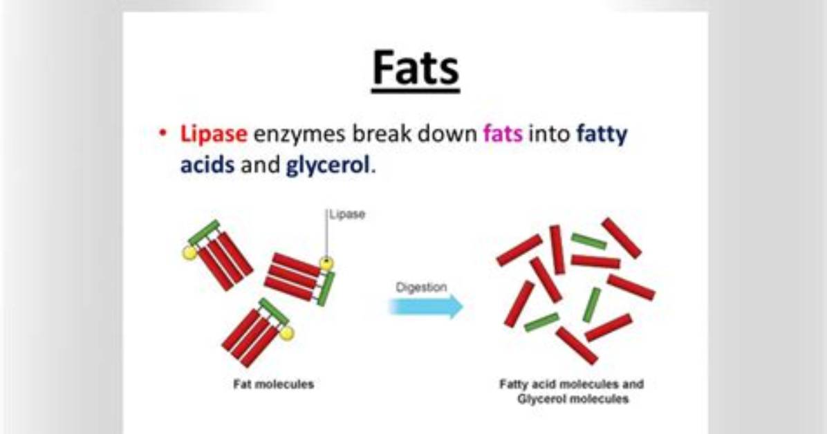 What Does Lipase Break Down