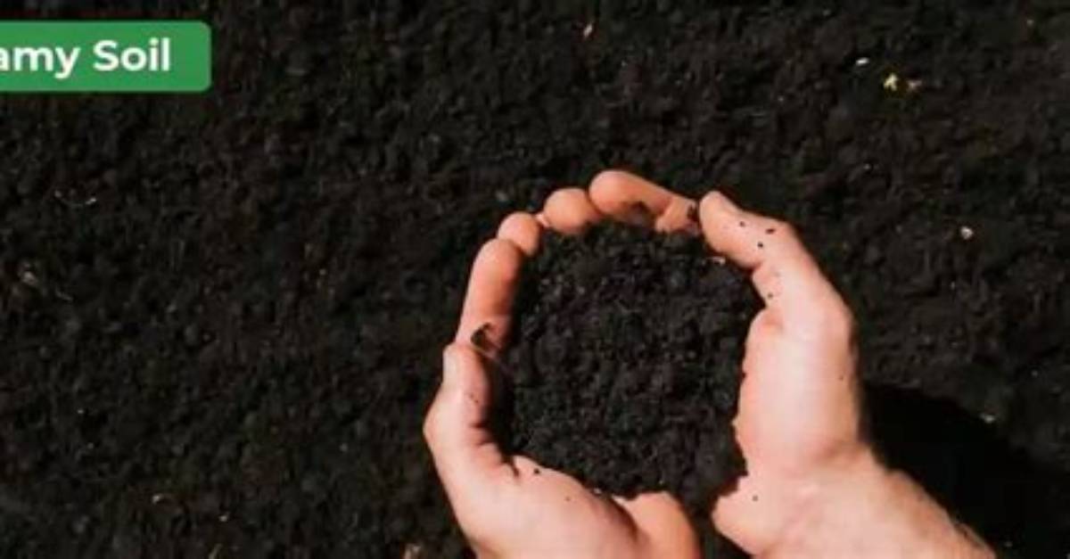 What Does Loamy Soil Do?